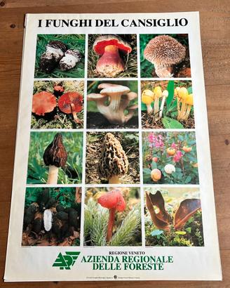 Poster I Funghi del Cansiglio