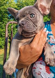 Bulldog francese