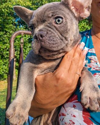 Bulldog francese