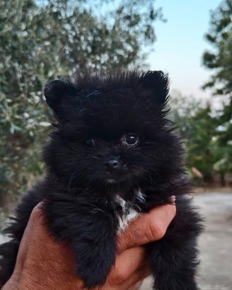 Spitz di pomerania