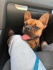 Bulldog francese