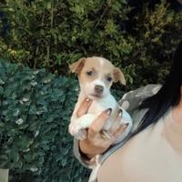 Jack russell nani a zampa corta