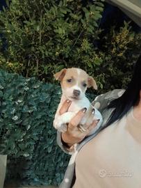 Jack russell nani a zampa corta