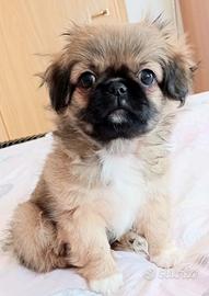 Cucciola di pechinese