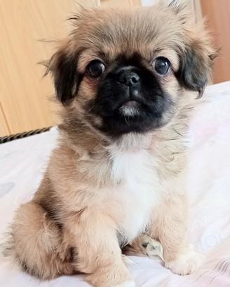Cucciola di pechinese