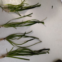 Vallisneria Gigantea media,nana e muschio di Java