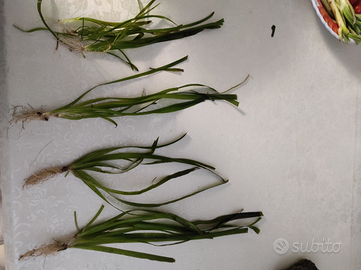 Vallisneria Gigantea media,nana e muschio di Java