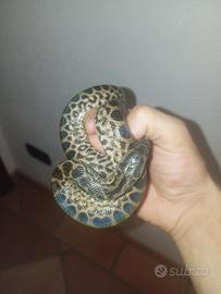anaconda gialla. PREZZO TRATTABILE DI POCO
