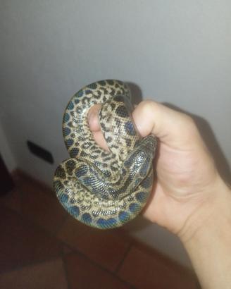 anaconda gialla. PREZZO TRATTABILE DI POCO