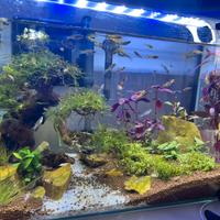 Acquario zolux intorno ai 50 litri