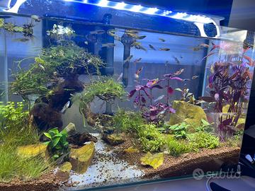 Acquario zolux intorno ai 50 litri