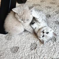 British Shorthair Shaded Silver e Lilac - Cuccioli