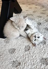 British Shorthair Shaded Silver e Lilac - Cuccioli
