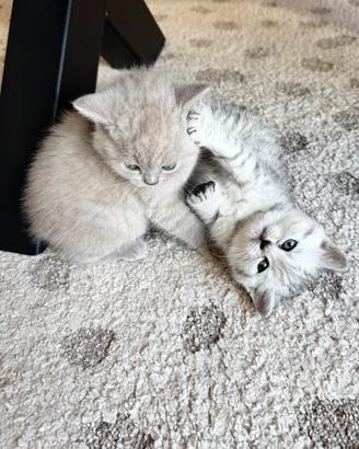 British Shorthair Shaded Silver e Lilac - Cuccioli