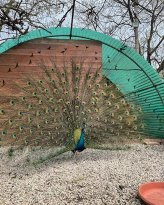 Coppie pavoni blu