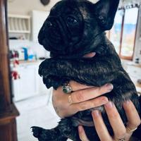 Cucciolo di bulldog francese pronto x la befana