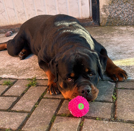 Rottweiler 3 anni