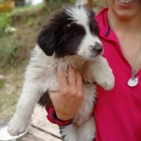 Cuccioli border collie