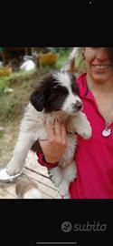 Cuccioli border collie