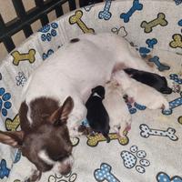 Cuccioli chihuahua venduti
