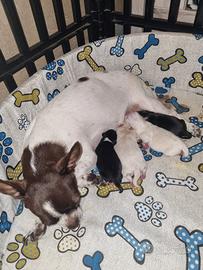 Cuccioli chihuahua venduti