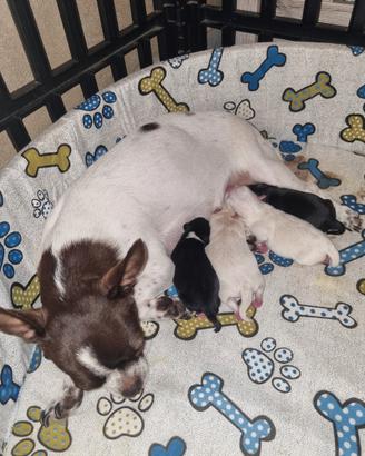 Cuccioli chihuahua venduti