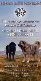 Cuccioli pastore del caucaso