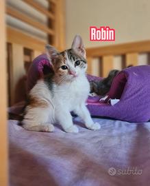 Cuccioli di gatto in adozione