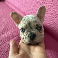 Bulldog francese esotico
