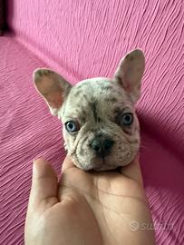 Bulldog francese esotico