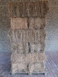 Ballette erba medica