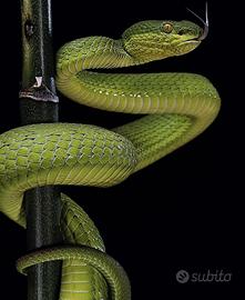 Porsche 911 E TARGA 2.4 (VERDE VIPER) PERMUTE