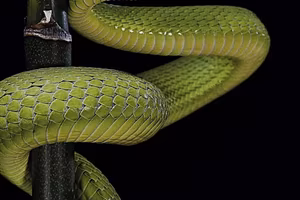 Porsche 911 E TARGA 2.4 (VERDE VIPER) PERMUTE