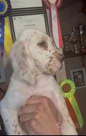 Cuccioli Setter Inglese