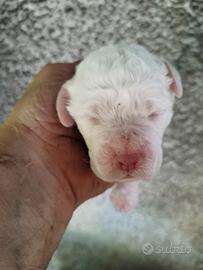 Femmina lagotto