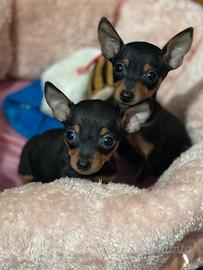 Cucciolo maschi Pinscher -chihuahua