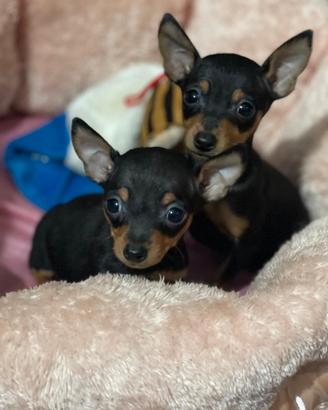 Cucciolo maschi Pinscher -chihuahua
