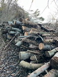 LEGNA IN TRONCHI