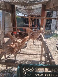 galline padovane 