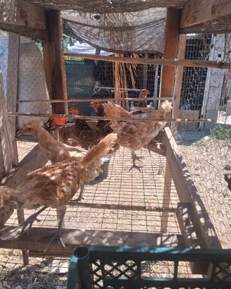 galline padovane 