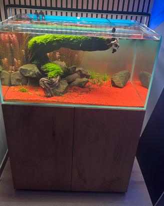 Acquario