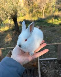 Conigli di un mese California