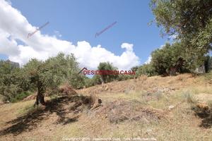 Terreno, Termini Imerese.