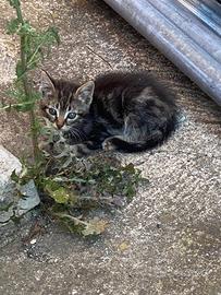 Cuccioli di gatto svezzati