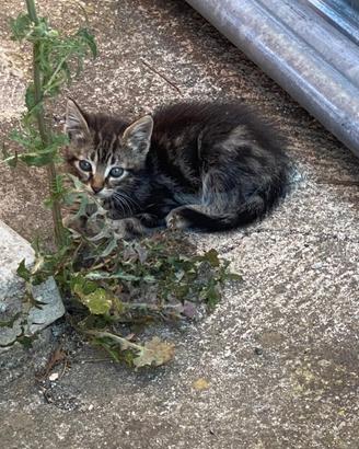 Cuccioli di gatto svezzati