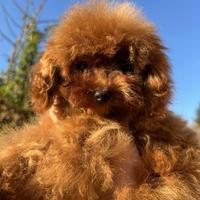 Barboncini mini toy, maschio e femmina, Pedigree E