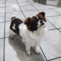 Chihuahua bicolore cioccolato/bianco per monta