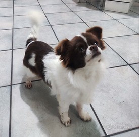 Chihuahua bicolore cioccolato/bianco per monta