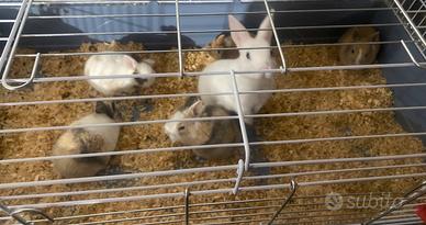 Vend coniglietti nani a coppie e singoli 2026