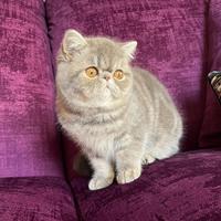 Exotic Shorthair